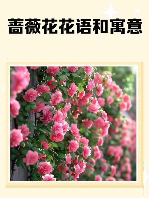 蔷薇的意思？蔷薇的花语和寓意？-第1张图片-优品飞百科
