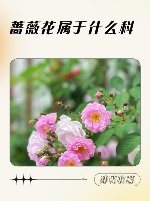 蔷薇的意思？蔷薇的花语和寓意？-第2张图片-优品飞百科