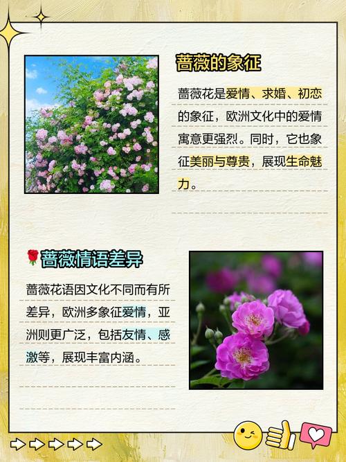 蔷薇的意思？蔷薇的花语和寓意？-第5张图片-优品飞百科