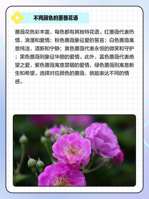 蔷薇的意思？蔷薇的花语和寓意？-第6张图片-优品飞百科