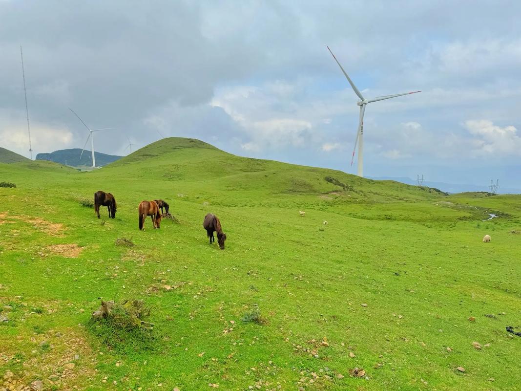 乌蒙大草原天气预报，六盘水乌蒙大草原天气预报？-第7张图片-优品飞百科