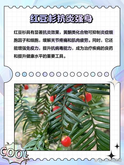 红豆杉的功效与作用，红豆杉果子的功效和作用-第1张图片-优品飞百科