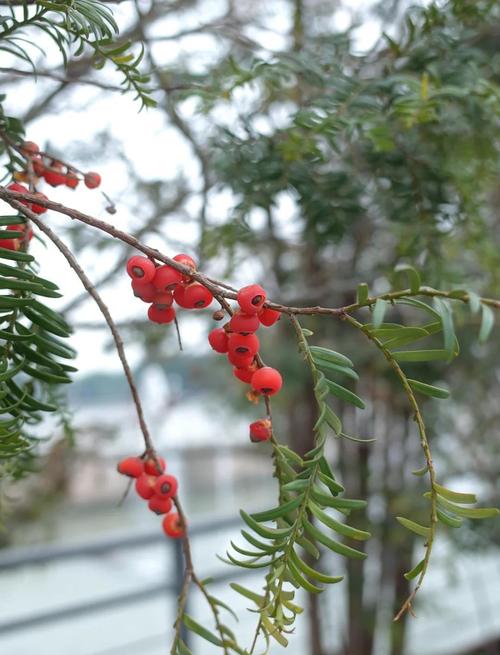 红豆杉的功效与作用，红豆杉果子的功效和作用-第2张图片-优品飞百科