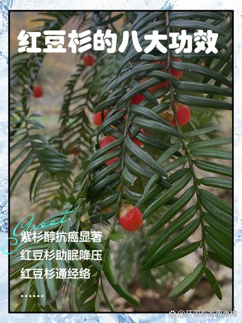 红豆杉的功效与作用，红豆杉果子的功效和作用-第3张图片-优品飞百科