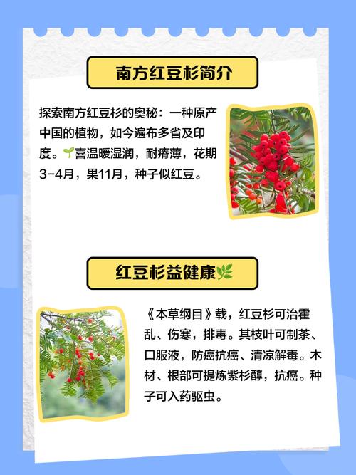 红豆杉的功效与作用，红豆杉果子的功效和作用-第4张图片-优品飞百科