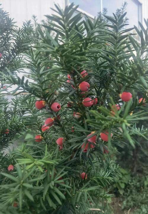 红豆杉的功效与作用，红豆杉果子的功效和作用-第6张图片-优品飞百科