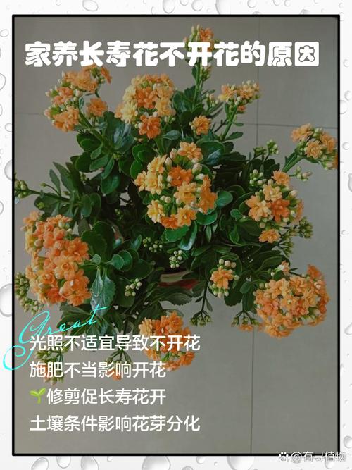 长寿花在室内养有毒吗,长寿花在屋里养有毒吗?-第1张图片-优品飞百科 长寿花在室内养有毒吗,长寿花在屋里养有毒吗?-第1张图片-优品飞百科