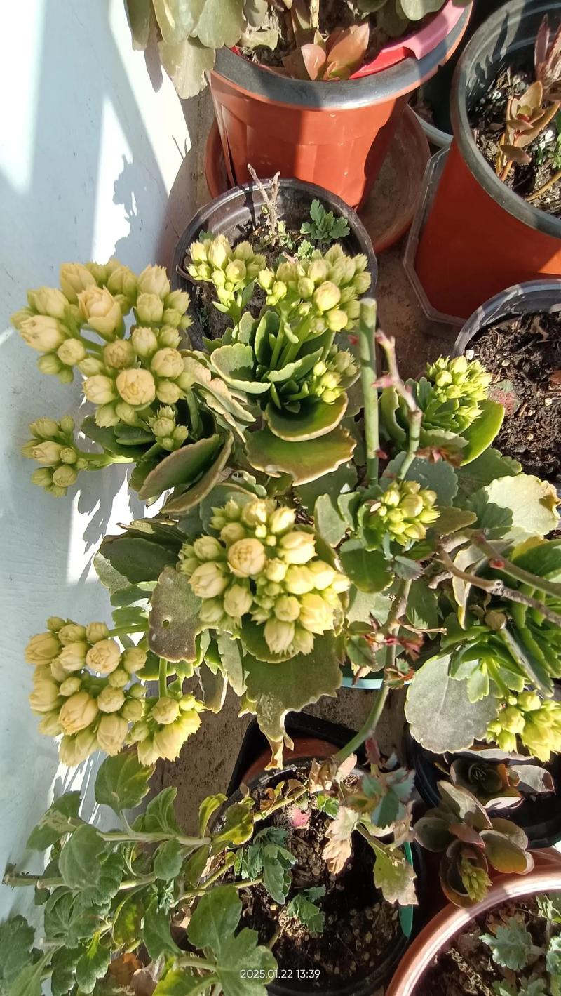 长寿花在室内养有毒吗,长寿花在屋里养有毒吗?-第2张图片-优品飞百科 长寿花在室内养有毒吗,长寿花在屋里养有毒吗?-第2张图片-优品飞百科