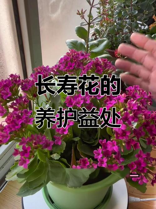 长寿花在室内养有毒吗,长寿花在屋里养有毒吗?-第5张图片-优品飞百科 长寿花在室内养有毒吗,长寿花在屋里养有毒吗?-第5张图片-优品飞百科