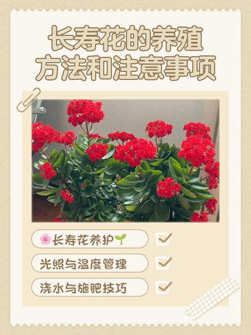 长寿花在室内养有毒吗,长寿花在屋里养有毒吗?-第7张图片-优品飞百科 长寿花在室内养有毒吗,长寿花在屋里养有毒吗?-第7张图片-优品飞百科