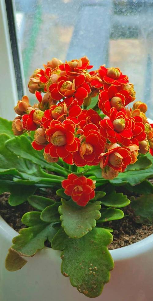 长寿花在室内养有毒吗,长寿花在屋里养有毒吗?-第8张图片-优品飞百科 长寿花在室内养有毒吗,长寿花在屋里养有毒吗?-第8张图片-优品飞百科