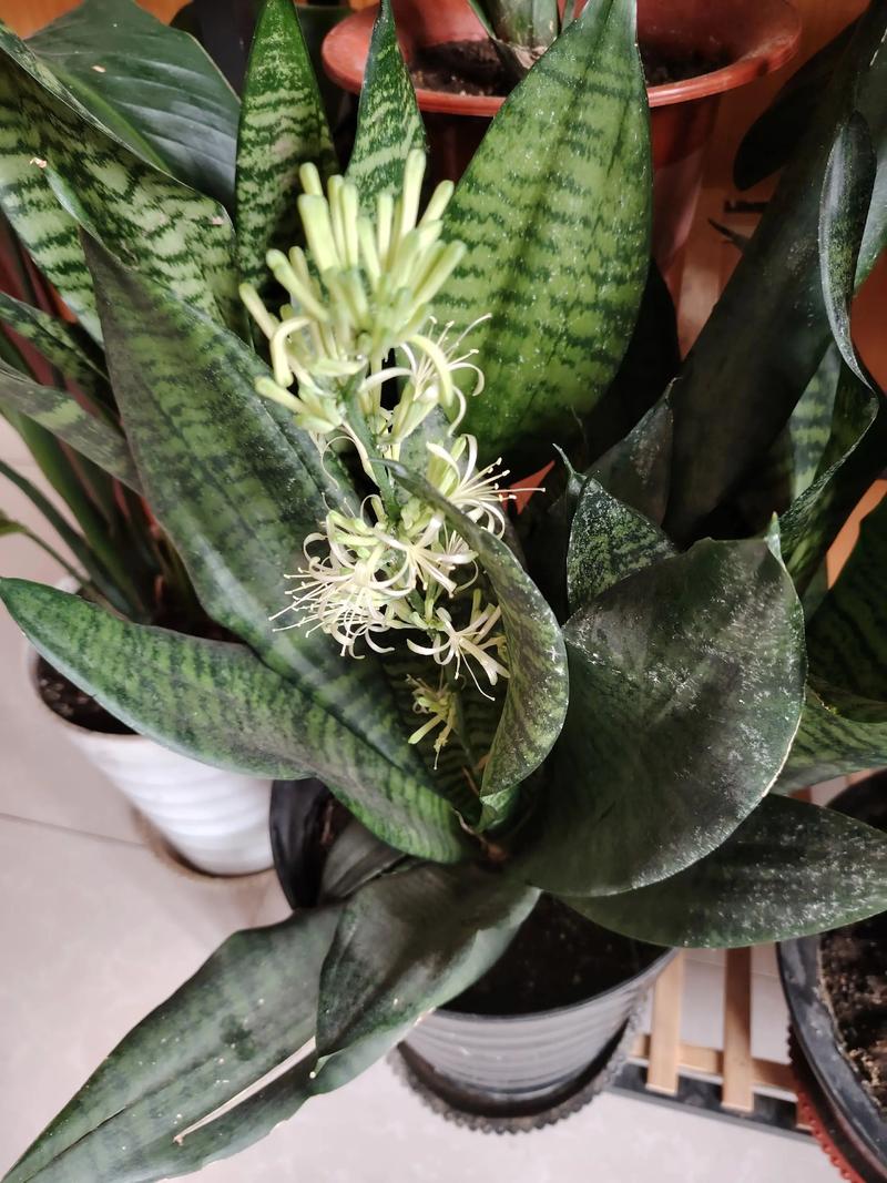 君子兰开花是报喜吗，君子兰开花的迷信说法？君子兰开花真的会有好运吗？-第1张图片-优品飞百科