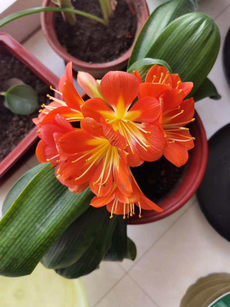 君子兰开花是报喜吗，君子兰开花的迷信说法？君子兰开花真的会有好运吗？-第2张图片-优品飞百科