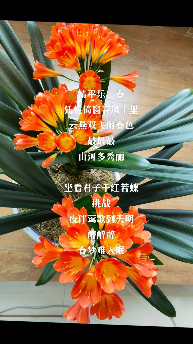 君子兰开花是报喜吗，君子兰开花的迷信说法？君子兰开花真的会有好运吗？-第3张图片-优品飞百科