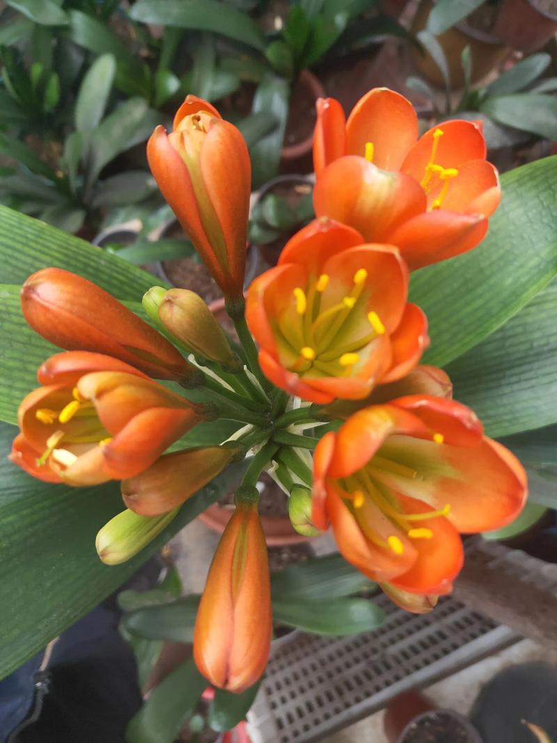 君子兰开花是报喜吗，君子兰开花的迷信说法？君子兰开花真的会有好运吗？-第6张图片-优品飞百科