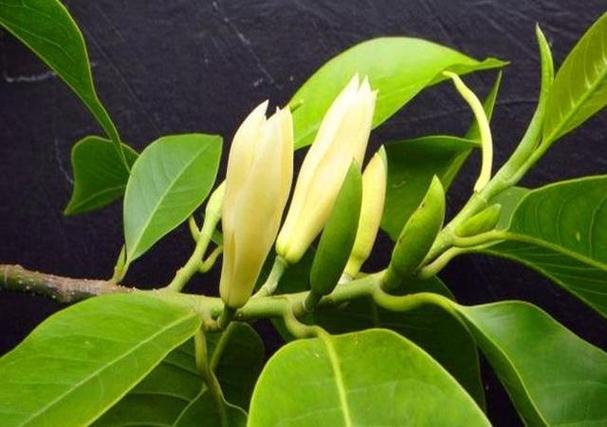 巴中适合养什么花，市花和市树是什么，巴中的市花-第1张图片-优品飞百科