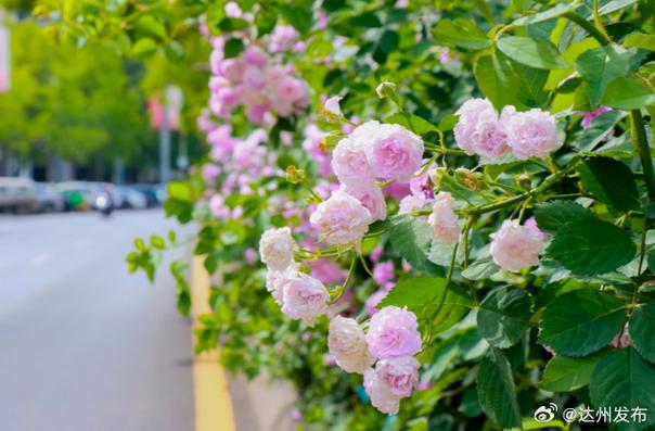 巴中适合养什么花，市花和市树是什么，巴中的市花-第2张图片-优品飞百科