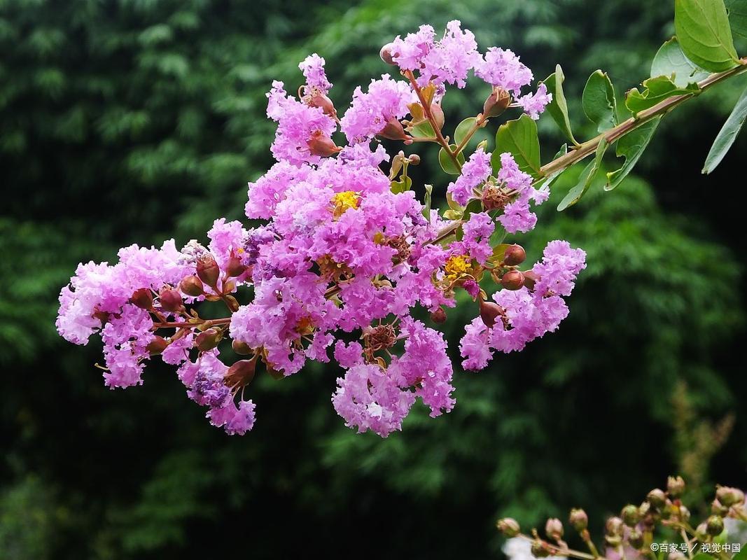 巴中适合养什么花，市花和市树是什么，巴中的市花-第3张图片-优品飞百科