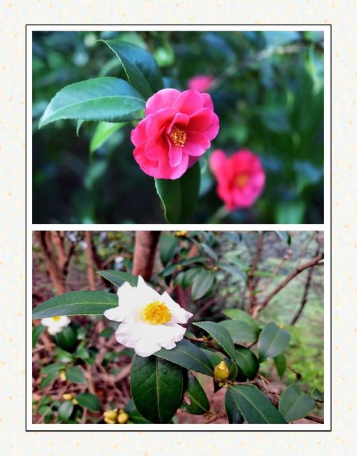 巴中适合养什么花，市花和市树是什么，巴中的市花-第4张图片-优品飞百科