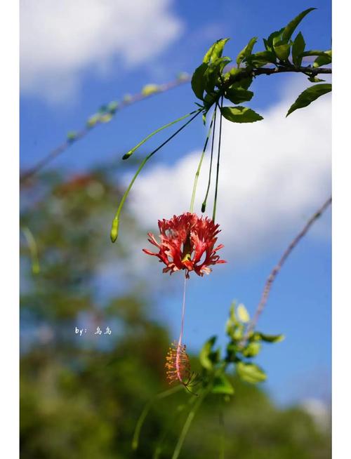 巴中适合养什么花，市花和市树是什么，巴中的市花-第5张图片-优品飞百科