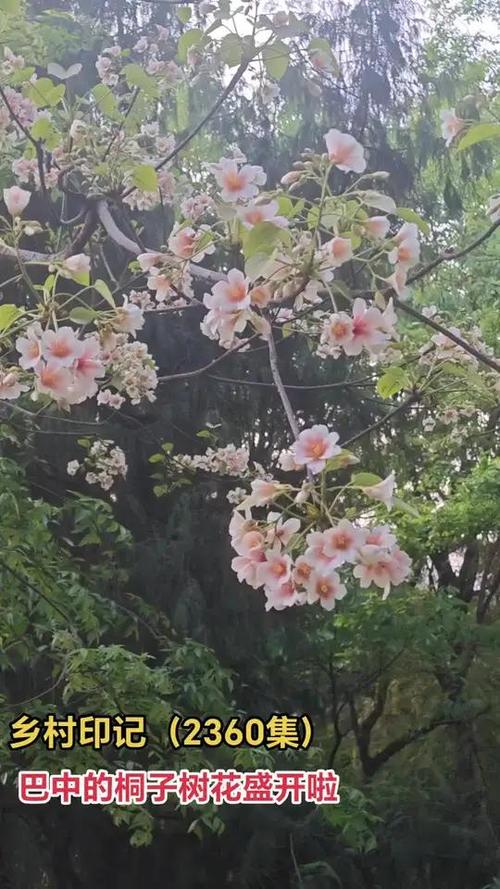 巴中适合养什么花，市花和市树是什么，巴中的市花-第6张图片-优品飞百科