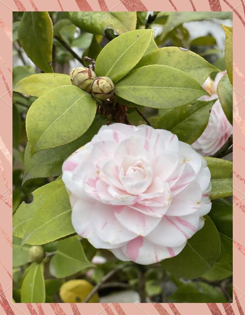 巴中适合养什么花，市花和市树是什么，巴中的市花-第8张图片-优品飞百科