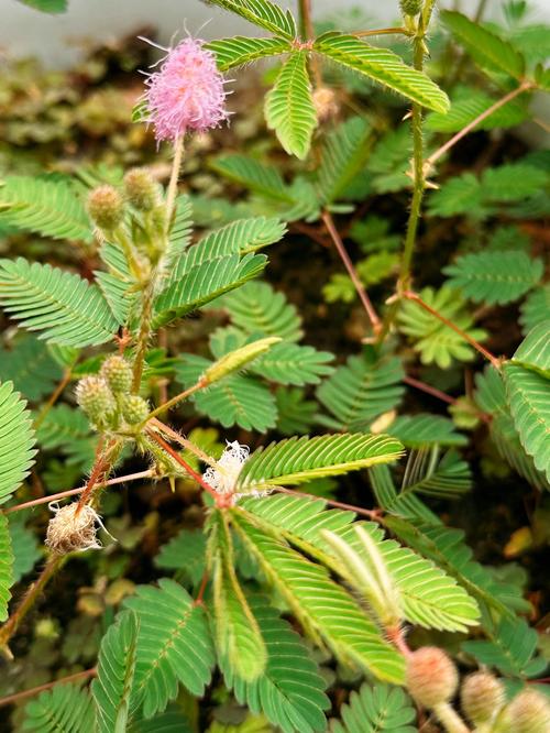 含羞草会开花吗，什么时候开花？含羞草会开花吗花是什么颜色？-第1张图片-优品飞百科