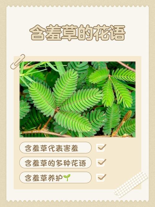 含羞草会开花吗，什么时候开花？含羞草会开花吗花是什么颜色？-第2张图片-优品飞百科