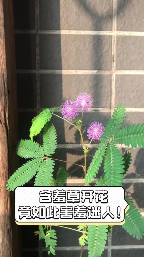 含羞草会开花吗，什么时候开花？含羞草会开花吗花是什么颜色？-第3张图片-优品飞百科