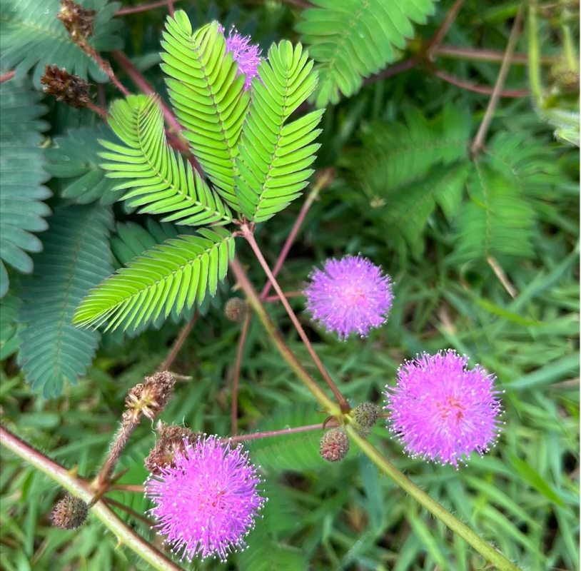 含羞草会开花吗，什么时候开花？含羞草会开花吗花是什么颜色？-第4张图片-优品飞百科