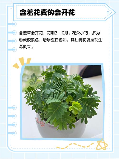 含羞草会开花吗，什么时候开花？含羞草会开花吗花是什么颜色？-第5张图片-优品飞百科