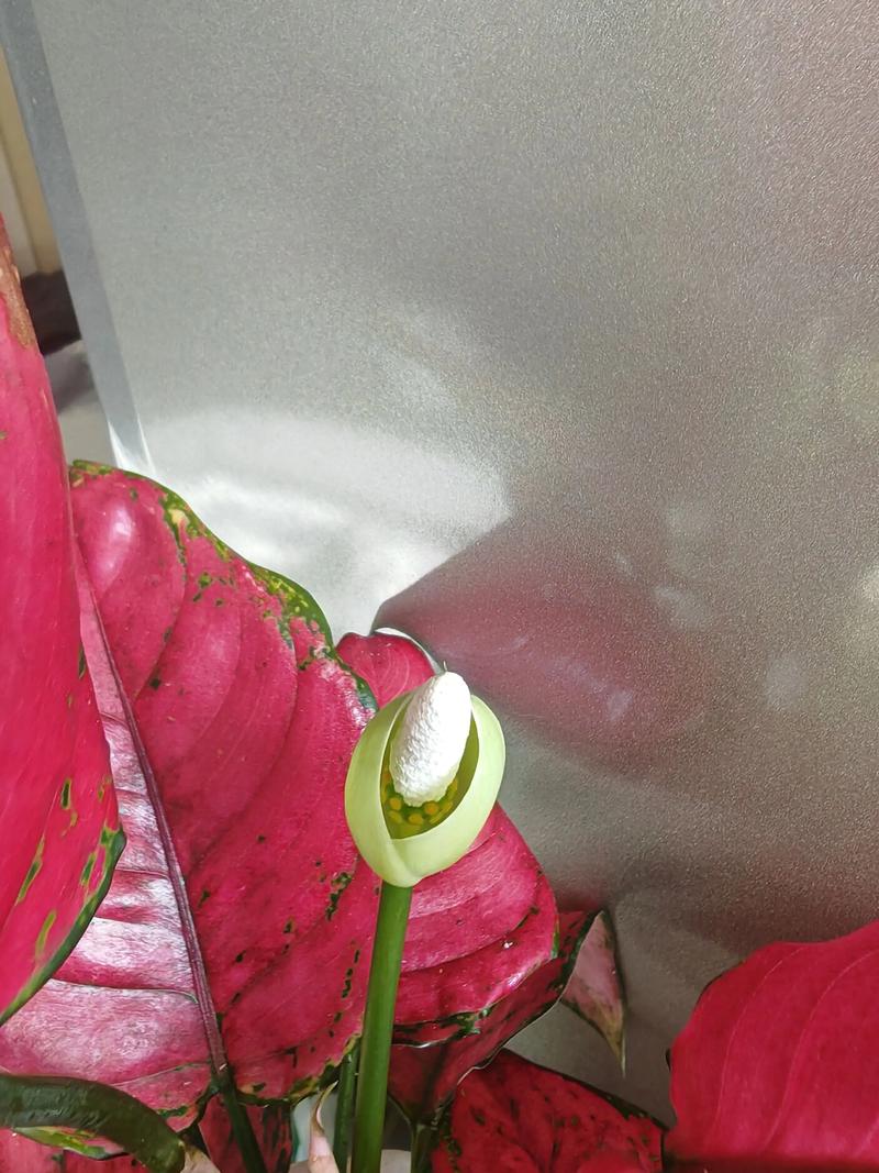 如意皇后开花预兆什么，如意皇后开花预兆什么 如意皇后的风水作用及禁忌介绍