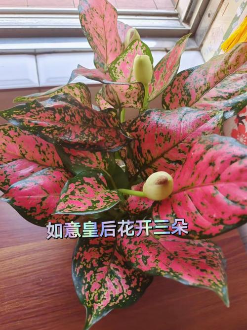 如意皇后开花预兆什么，如意皇后开花预兆什么 如意皇后的风水作用及禁忌介绍-第2张图片-优品飞百科