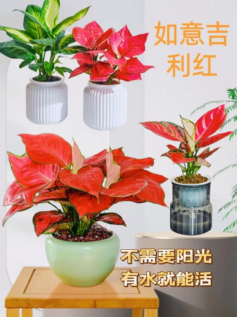 如意皇后开花预兆什么，如意皇后开花预兆什么 如意皇后的风水作用及禁忌介绍-第3张图片-优品飞百科