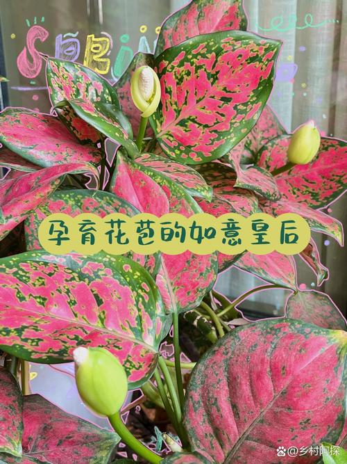 如意皇后开花预兆什么，如意皇后开花预兆什么 如意皇后的风水作用及禁忌介绍-第4张图片-优品飞百科