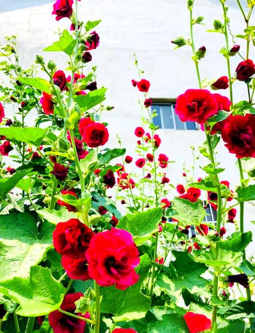 蜀葵与锦葵的区别，蜀葵锦葵木芙蓉区别？-第1张图片-优品飞百科