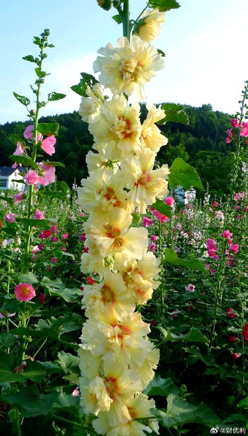 蜀葵与锦葵的区别，蜀葵锦葵木芙蓉区别？-第2张图片-优品飞百科