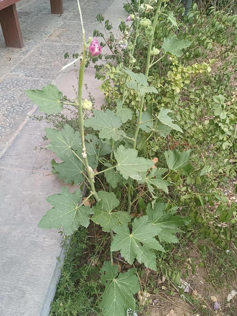 蜀葵与锦葵的区别，蜀葵锦葵木芙蓉区别？-第3张图片-优品飞百科