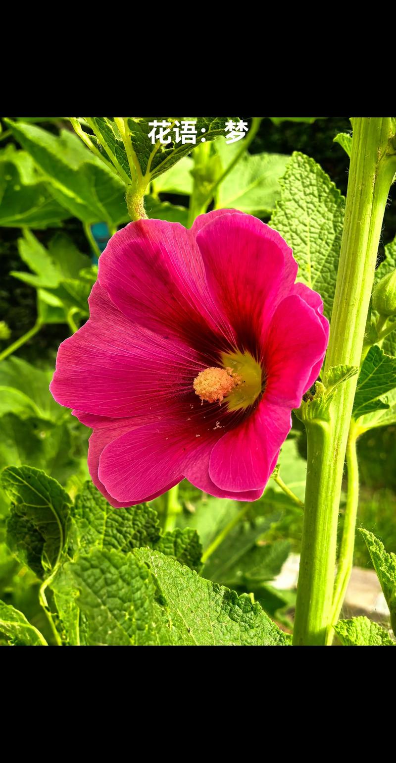 蜀葵与锦葵的区别，蜀葵锦葵木芙蓉区别？-第4张图片-优品飞百科