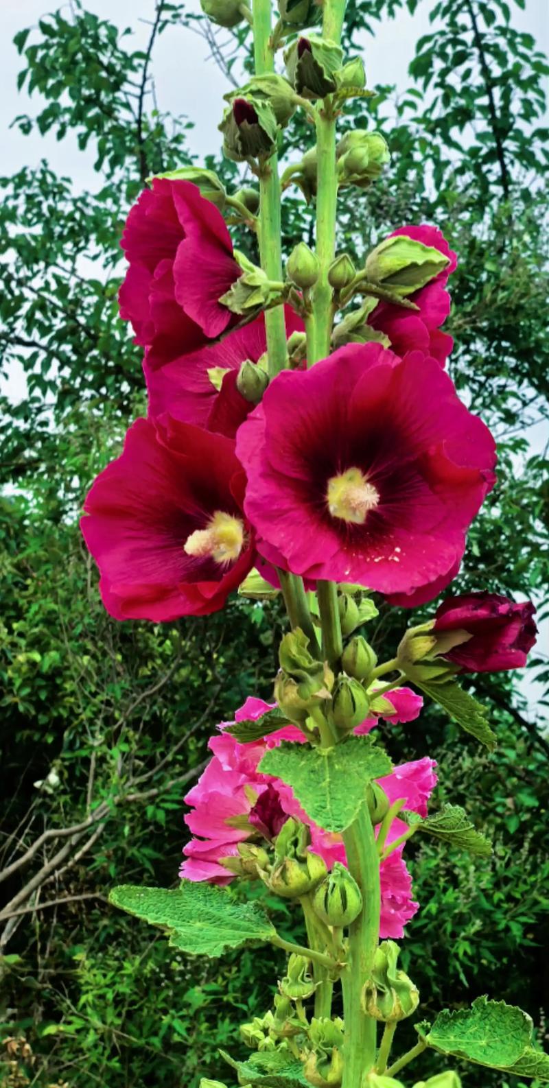 蜀葵与锦葵的区别，蜀葵锦葵木芙蓉区别？-第5张图片-优品飞百科