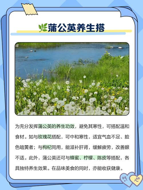 蒲公英泡水喝的禁忌，蒲公英的作用，蒲公英泡水喝的利与弊？-第1张图片-优品飞百科