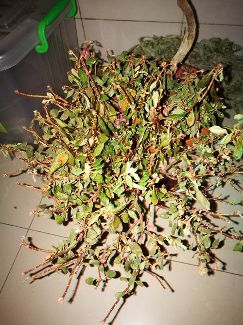 海棠换盆时间，换盆后叶子干了怎么办？海棠换盆后叶子耷拉了怎么办？