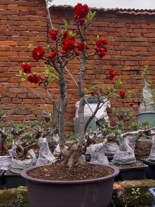 海棠换盆时间，换盆后叶子干了怎么办？海棠换盆后叶子耷拉了怎么办？-第2张图片-优品飞百科