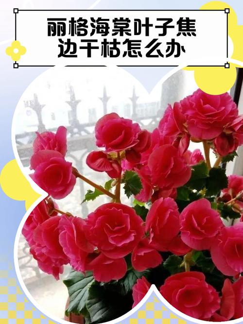 海棠换盆时间，换盆后叶子干了怎么办？海棠换盆后叶子耷拉了怎么办？-第3张图片-优品飞百科