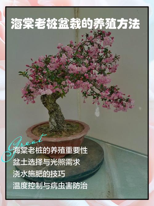 海棠换盆时间，换盆后叶子干了怎么办？海棠换盆后叶子耷拉了怎么办？-第4张图片-优品飞百科