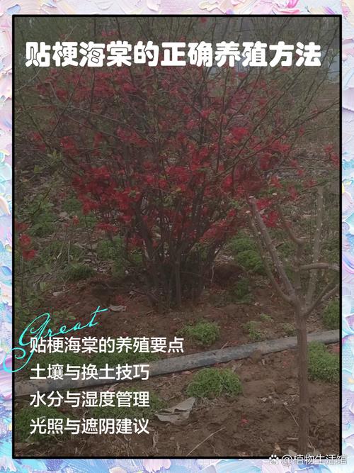 海棠换盆时间，换盆后叶子干了怎么办？海棠换盆后叶子耷拉了怎么办？-第5张图片-优品飞百科