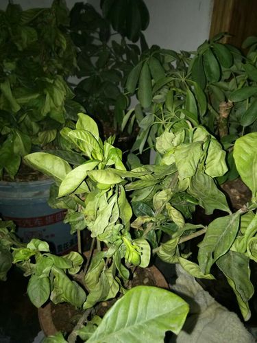 海棠换盆时间，换盆后叶子干了怎么办？海棠换盆后叶子耷拉了怎么办？-第7张图片-优品飞百科