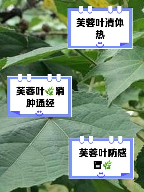 芙蓉葵的功效和作用？芙蓉葵的功效和作用图片？-第1张图片-优品飞百科