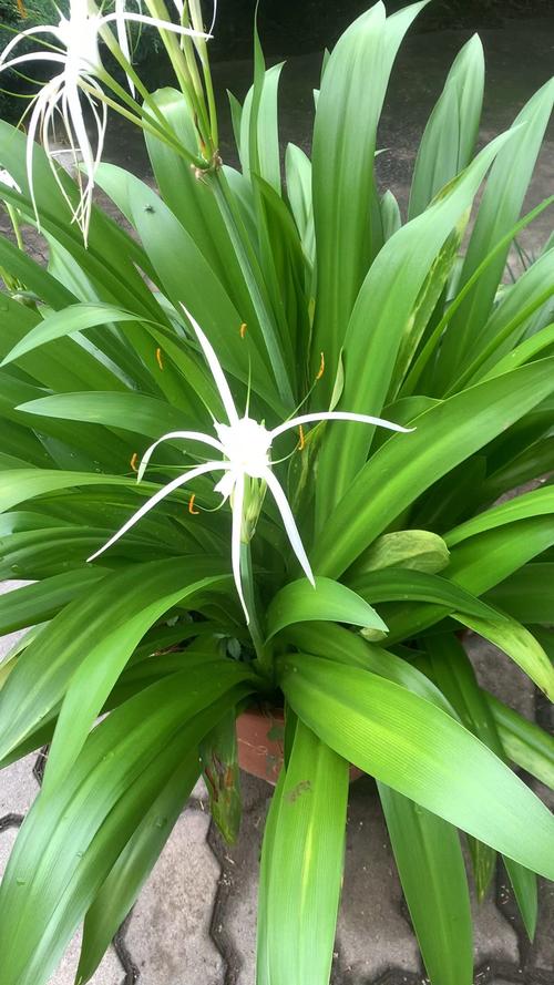 芙蓉葵的功效和作用？芙蓉葵的功效和作用图片？-第3张图片-优品飞百科