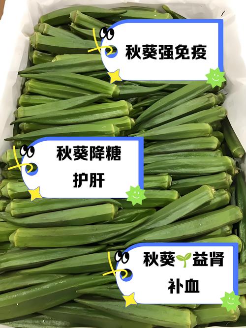 芙蓉葵的功效和作用？芙蓉葵的功效和作用图片？-第4张图片-优品飞百科